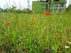 większy obrazek nr 9