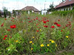 większy obrazek nr 10