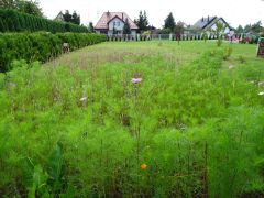 większy obrazek nr 11